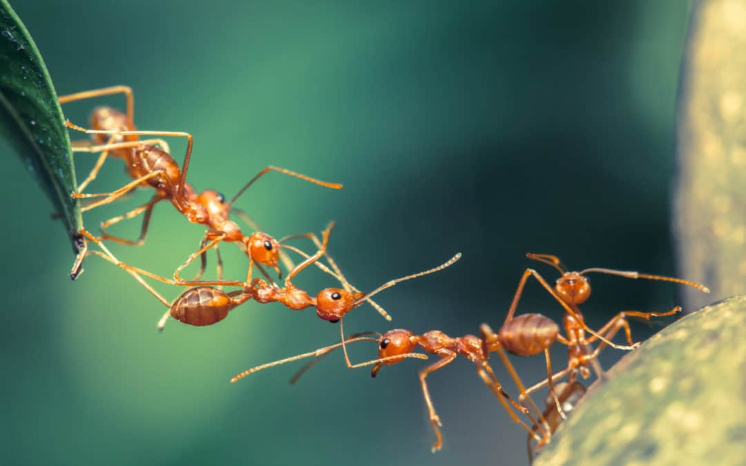 Von der Natur abgeguckt: Ein Ameisenstaat arbeitet komplett vernetzt. Die Abläufe sind bis ins kleinste Detail optimiert.